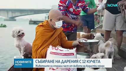 Будистки монах и 12 кучета се превърнаха в сензация по река Чао Прая
