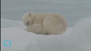Какво се случва с полярните мечки