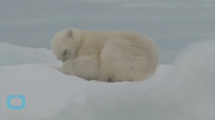 Какво се случва с полярните мечки