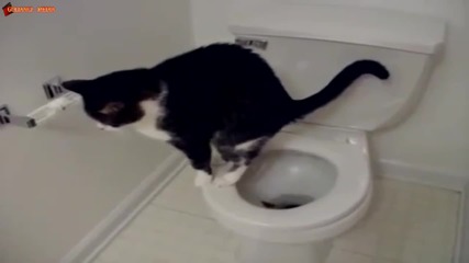 Културна котка ползва тоалетна чиния!!!