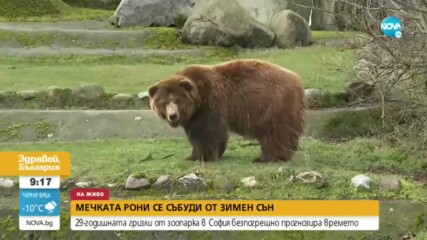 Мечката гризли от зоопарка в София се събуди от зимен сън