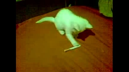 Котка Със Цигара 2011