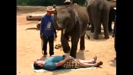 Слон прави масаж на мъж - голям смях!
