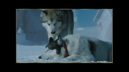 Коледна история за истинското приятелство между кучетата и хорара