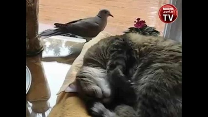 Спяща котка с нестандартен будилник !