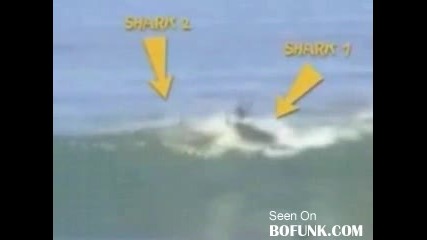 2 Акули Нападат Сърфист Едновременно 