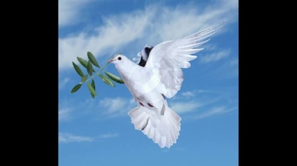 One dove _ White love ... _ Един гълъб - Бяла любов ...