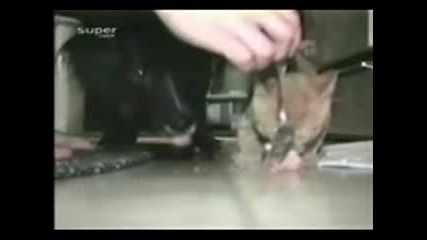 Лакома Котка