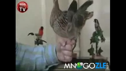 Горе рацете (смях)