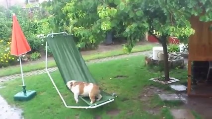 Булдог играе на хамак под дъжда в градината