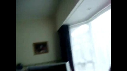 My pets By Yo 