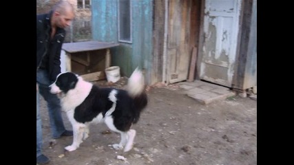 Българско овчарско куче - Перун ( на 7 години)