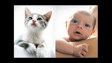 Прилики На Бебенца С Котенца