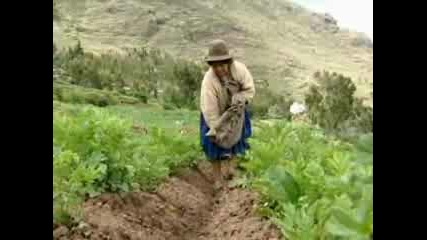International Year Of The Potato 2008