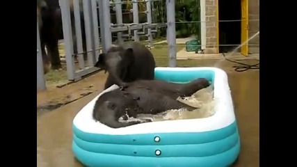 Малки слончета се къпят в басейн 