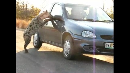 Нахална хиена се опитва да влезе в колата на туристи в Южна Африка