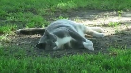 Cats, Dogs, Other Animals 