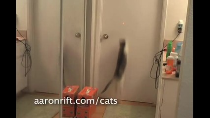 Котки срещу лазер *смях* 