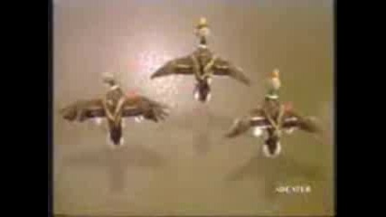 Ducks Revenge