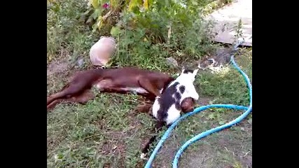 Видео - 0001