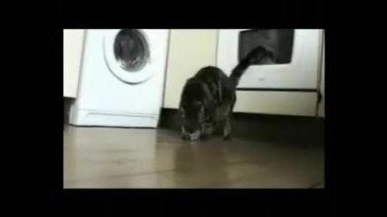 Много смешни котки 2
