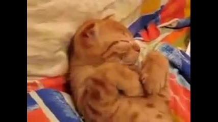 Сладко оранжево котенце не иска да се събужда
