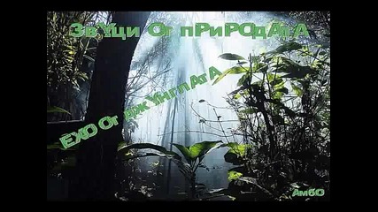 Звуци от природата - Ехо от джунглата 