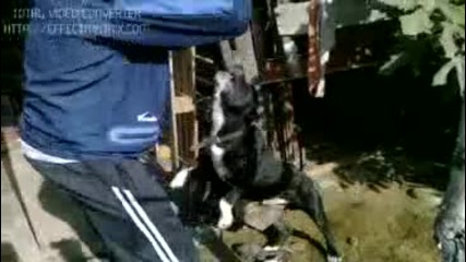Pit Bull 