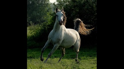 Horse Beauty 