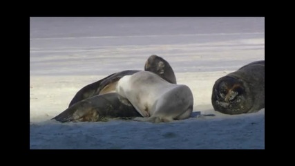 Sweet Animals (by windows 7) 