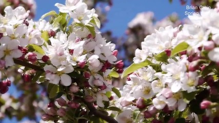 Brian Crain - Spring Waltz