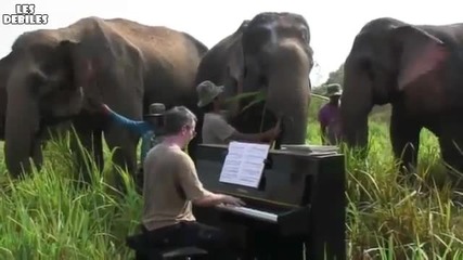 Слонове фенове на Бетовен