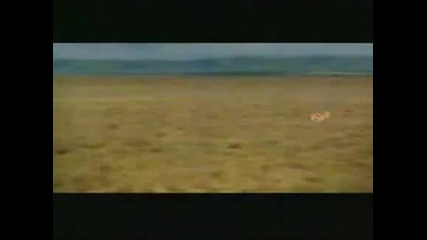 Закуската на лъвовете :d