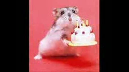 fun hamster (mn qko)