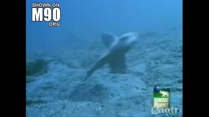 Angel Shark ... 