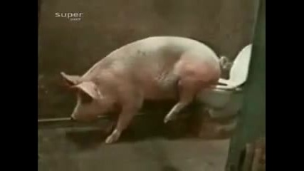 Свиня ходи до тоалетната.смях