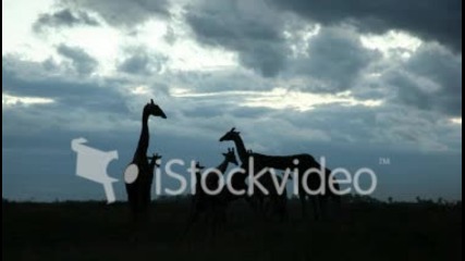 Страхотни кадри: жирафи в дивата природа