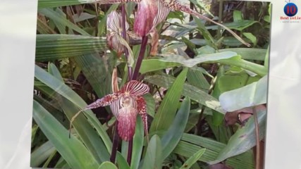Top 10 Most Expensive Flowers in the World