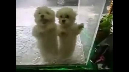 Яко денс