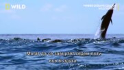 Дългоклюните стенели | Където океаните се срещат | NG Wild Bulgaria