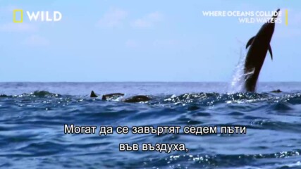 Дългоклюните стенели | Където океаните се срещат | NG Wild Bulgaria
