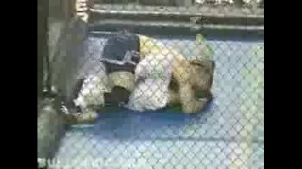 Mma Vs Taekwondo