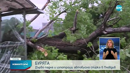 Голямо дърво падна върху спирка в Пловдив