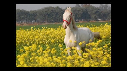 Horses