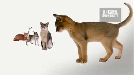 Cats 101 - Abyssinian 