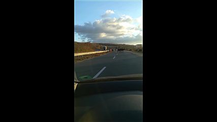 Крави на Околовръстния път в Казанлък