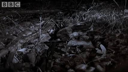 Attenborough - Midnight snack Snake attacks Mouse - Bbc wildlife 
