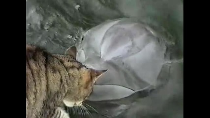 Коте и делфин сладури си играят заедно
