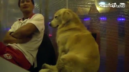 Куче не трябва да заспива в корейски ресторант!