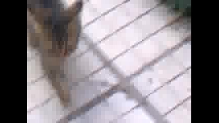 kote